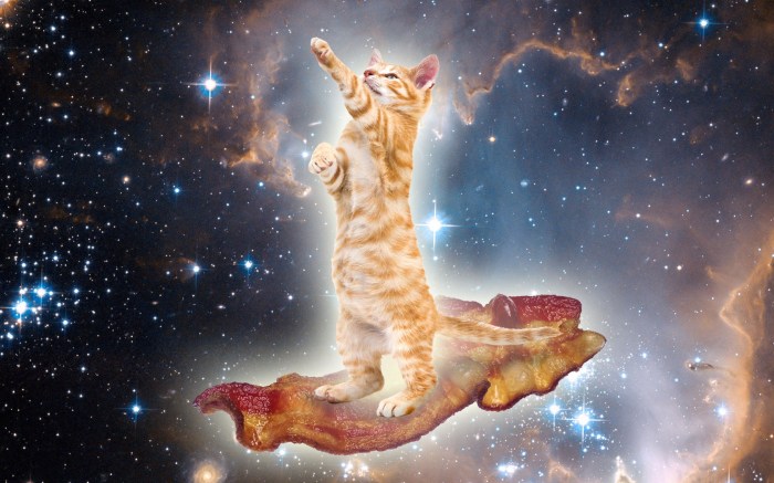 BaconSpaceKitty