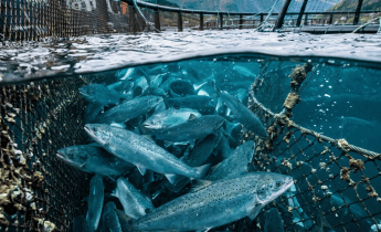 Salmon swimming in a net pen beneath snowy mountain peaks