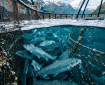 Salmon swimming in a net pen beneath snowy mountain peaks